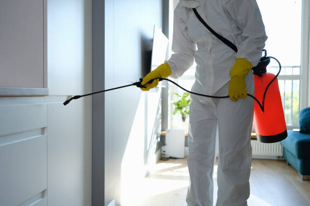 Professional Mold Removal in Morningside, MD