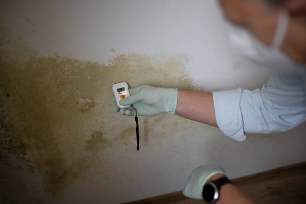 Best Residential Mold Removal  in Morningside, MD