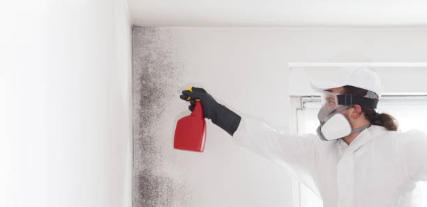 Best Office Mold Removal Services  in Morningside, MD