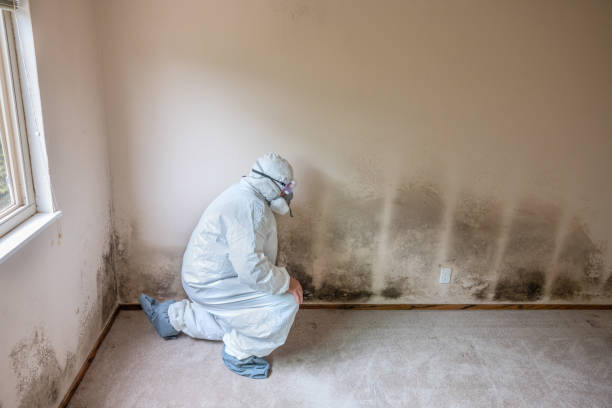 Mold Testing and Removal in Morningside, MD