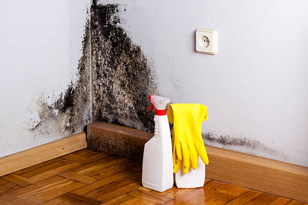 Best Mold Removal Company Near Me  in Morningside, MD